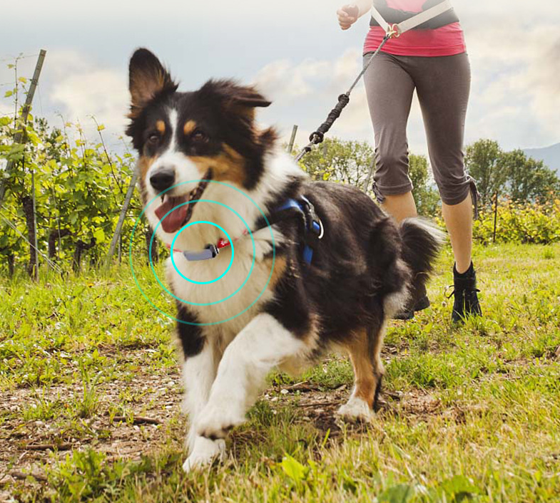 GPS Pet Positioning Collar